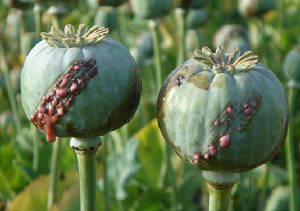 poppies.jpg